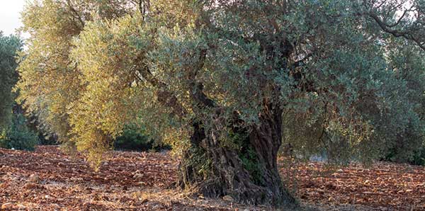 מרכז מבקרים ג'השאן (1)